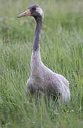 Common Crane