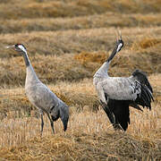 Common Crane