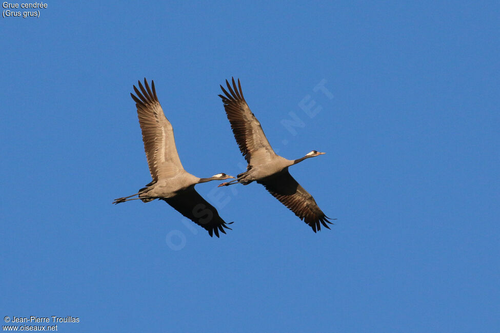 Common Crane