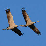 Common Crane