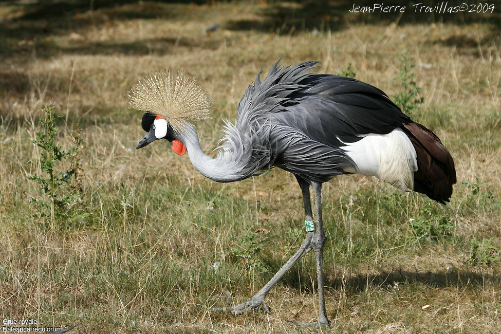 Grey Crowned Crane