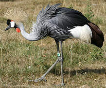 Grey Crowned Crane