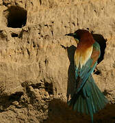 European Bee-eater