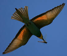 European Bee-eater