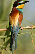 European Bee-eater