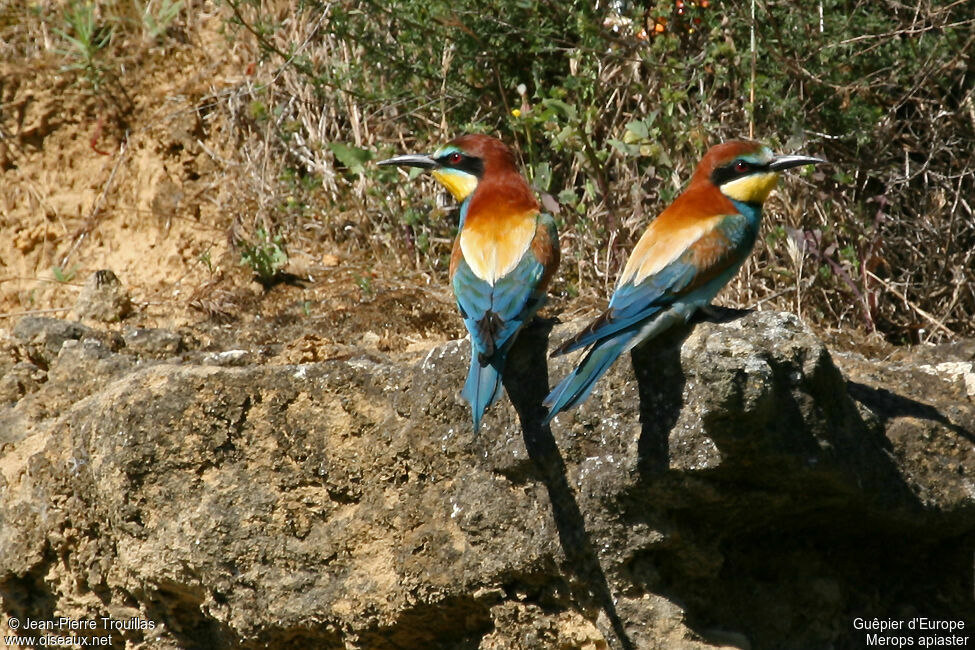 European Bee-eater