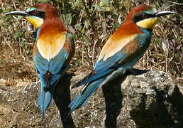 European Bee-eater