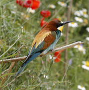 European Bee-eater