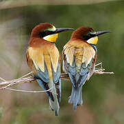 European Bee-eater