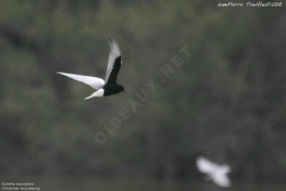 White-winged Tern