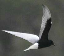 White-winged Tern