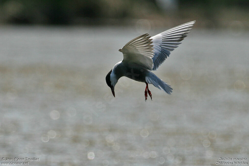 Whiskered Tern