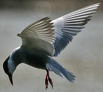 Whiskered Tern