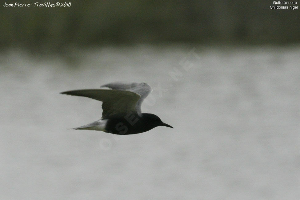 Black Tern