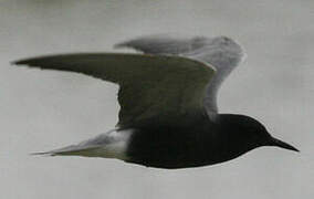 Black Tern