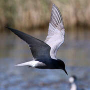 Black Tern