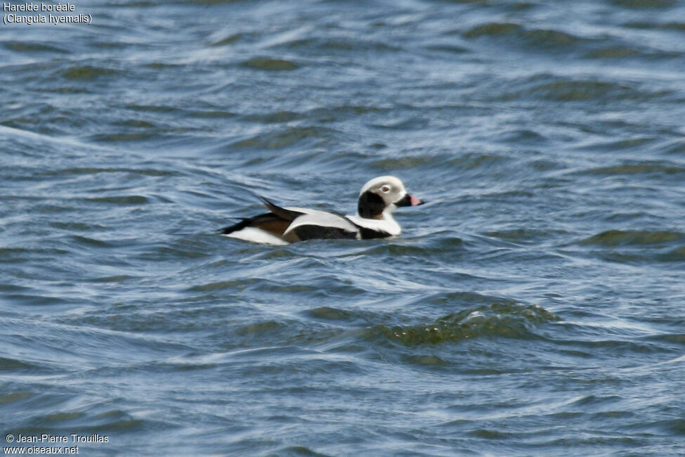 Long-tailed Duck