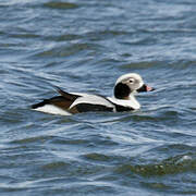 Long-tailed Duck