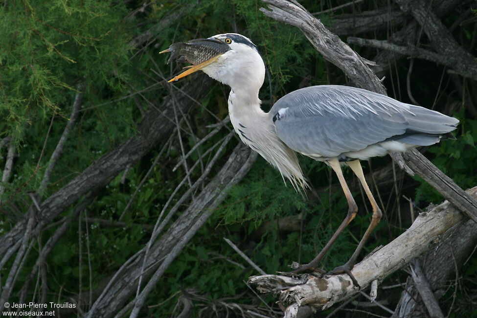 Grey Heronadult