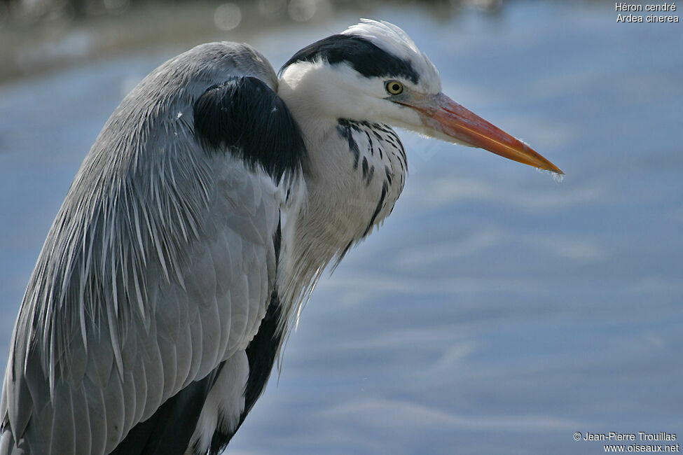 Grey Heron