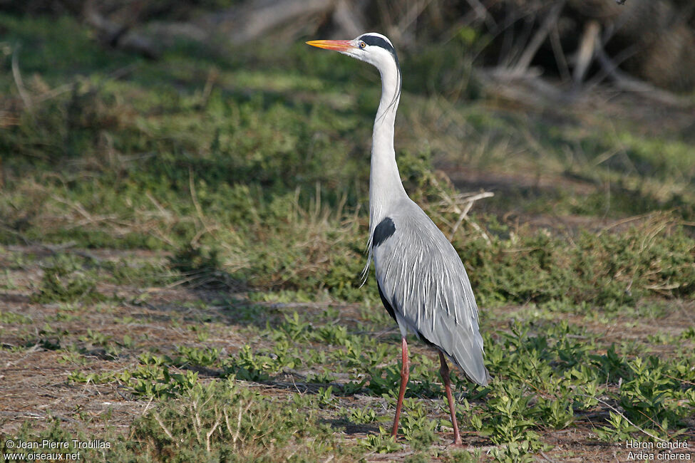 Grey Heron