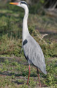 Grey Heron