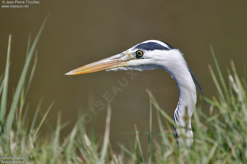 Grey Heron