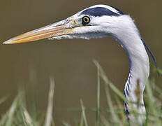 Grey Heron