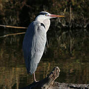 Grey Heron