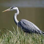 Grey Heron