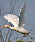 Western Cattle Egret