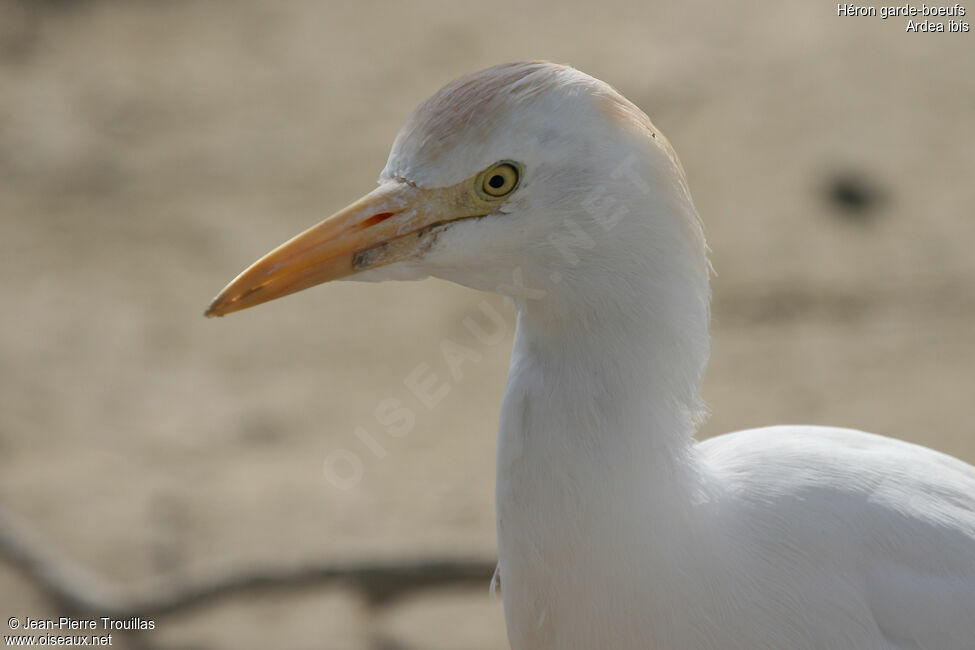 Western Cattle Egret