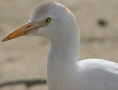 Western Cattle Egret