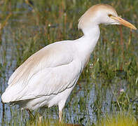 Western Cattle Egret