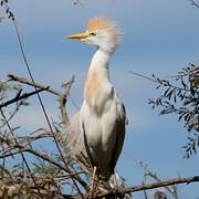 Western Cattle Egret