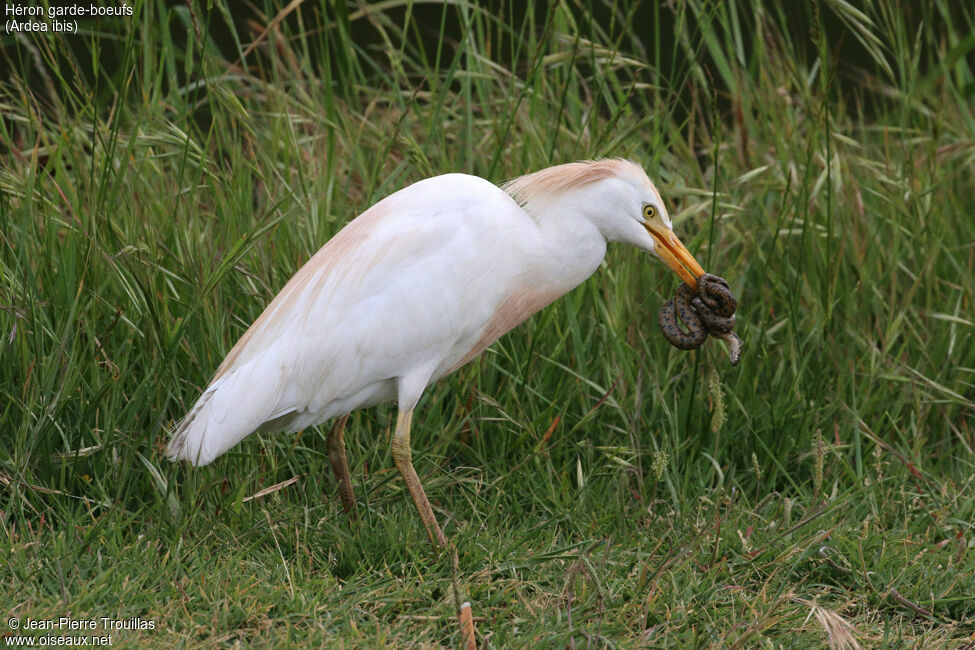 Western Cattle Egret