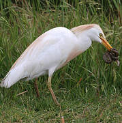 Western Cattle Egret