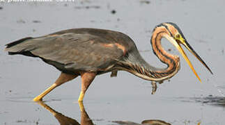 Purple Heron