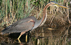 Purple Heron