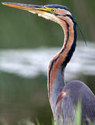 Purple Heron