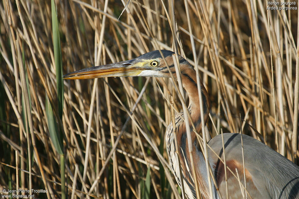 Purple Heron