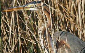 Purple Heron