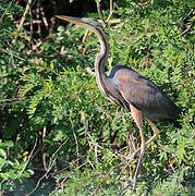 Purple Heron