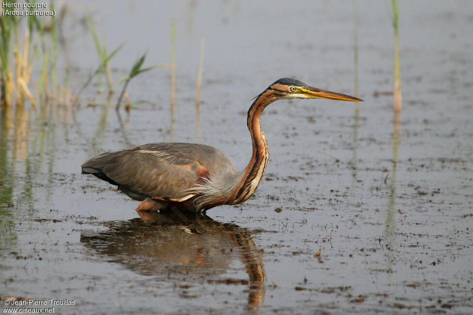 Purple Heron