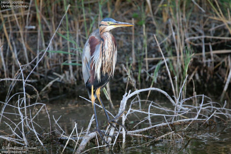 Purple Heron