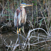 Purple Heron