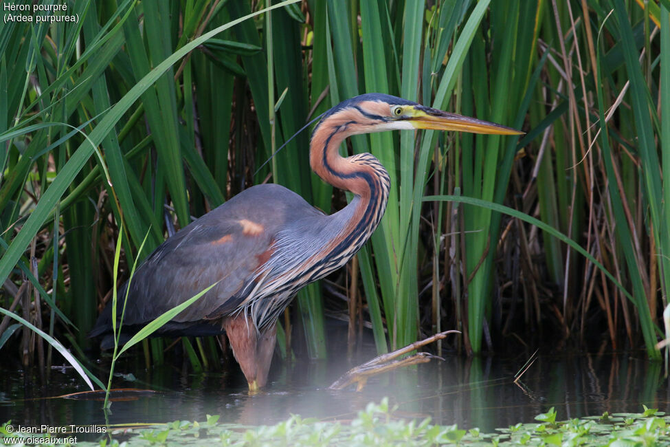 Purple Heron