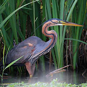 Purple Heron