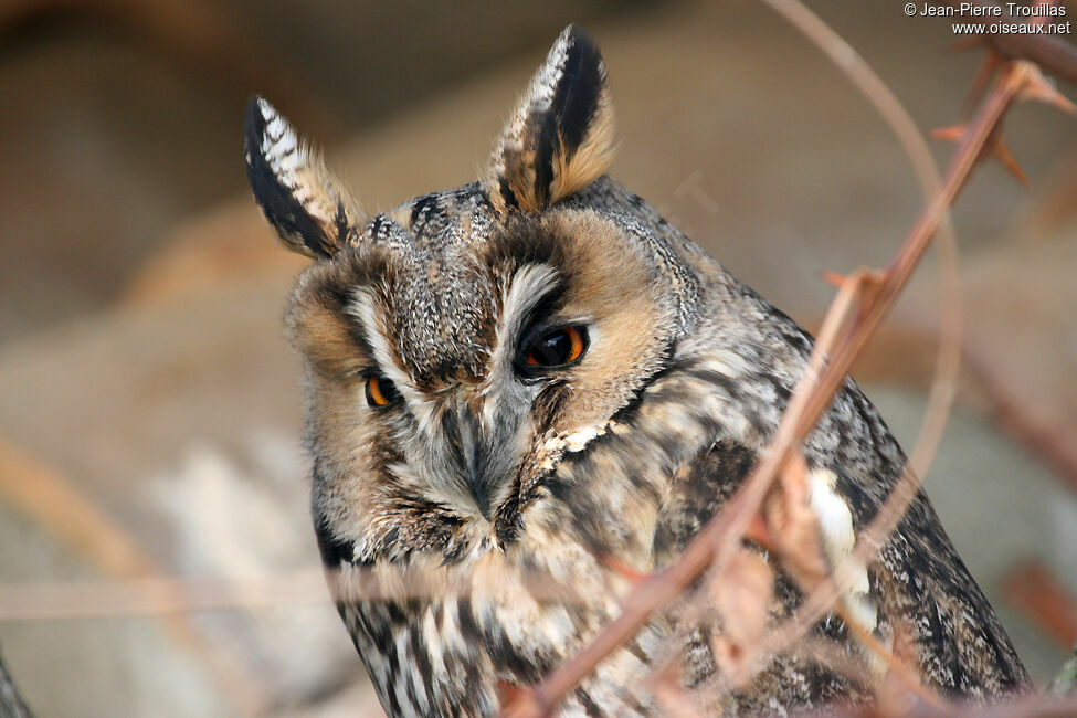 Long-eared Owladult