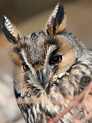 Long-eared Owl